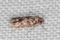 Caryocolum alsinellum