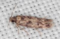 Caryocolum alsinellum