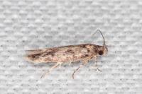 Caryocolum alsinellum