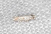 Elachista lugdunensis