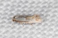 Elachista lugdunensis