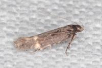 Aproaerema anthyllidella
