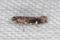 Aproaerema anthyllidella