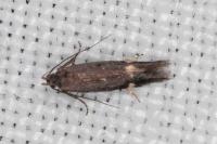 Aproaerema anthyllidella