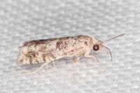 Epinotia cedricida