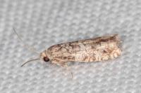 Epinotia cedricida