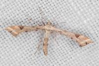 Platyptilia farfarella