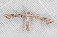 Platyptilia farfarella