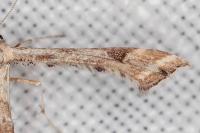 Platyptilia farfarella