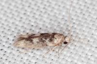 Caryocolum tischeriellum