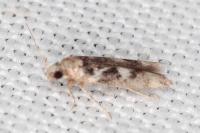 Caryocolum tischeriellum