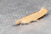 Ypsolopha alpella