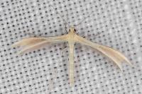 Merrifieldia malacodactyla