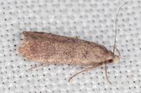 Anacampsis timidella