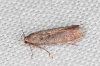 Anacampsis timidella