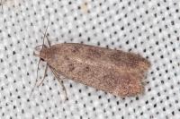 Anacampsis timidella