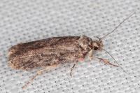 Depressaria douglasella