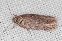 Depressaria douglasella