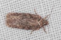 Depressaria douglasella