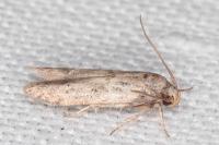 Blastobasis glandulella