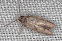 Blastobasis glandulella