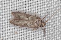 Blastobasis glandulella