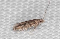 Tuta absoluta