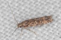 Tuta absoluta