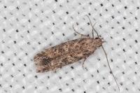 Tuta absoluta