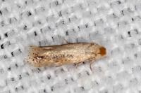 Trifurcula aurella