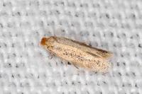 Trifurcula aurella