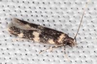 Oegoconia novimundi