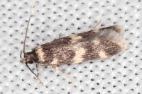 Oegoconia novimundi