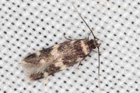 Oegoconia novimundi