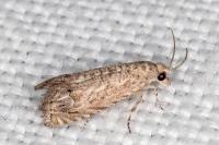 Selania resedana
