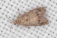 Selania resedana
