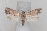 Selania resedana