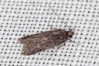 Telphusa cistiflorella