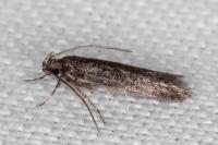 Telphusa cistiflorella