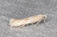 Ptocheuusa paupella