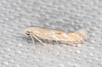 Ptocheuusa paupella