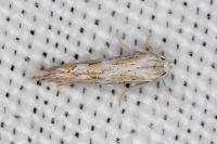 Ptocheuusa paupella