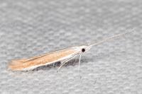 Coleophora acrisella