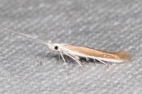 Coleophora acrisella