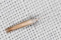 Coleophora acrisella