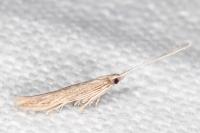 Coleophora texanella