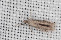 Coleophora texanella