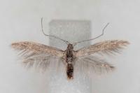 Coleophora texanella
