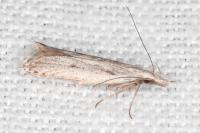 Dichomeris helianthemi