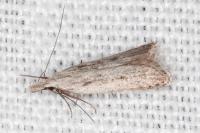 Dichomeris helianthemi
